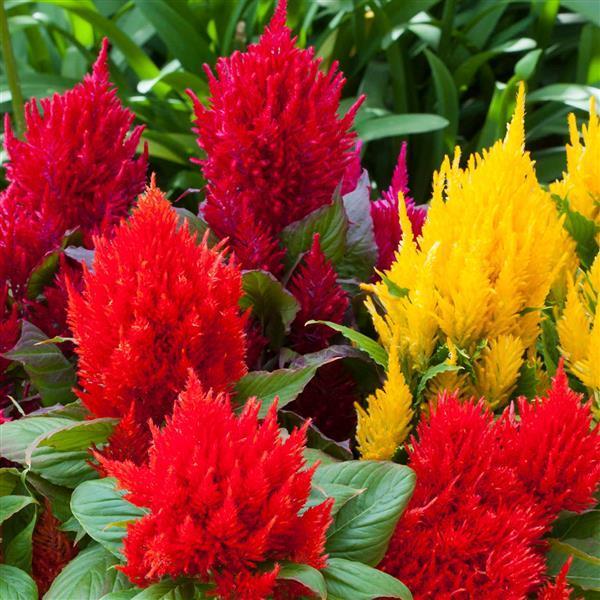 Celosia Bright Sparks Yellow - View 15 from www redcrocus com