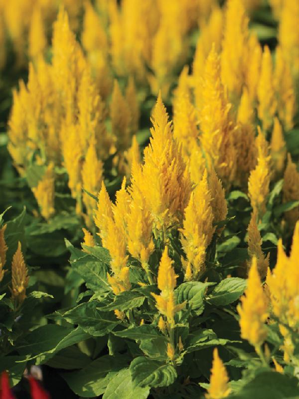 Celosia Bright Sparks Yellow - View 2 from www redcrocus com