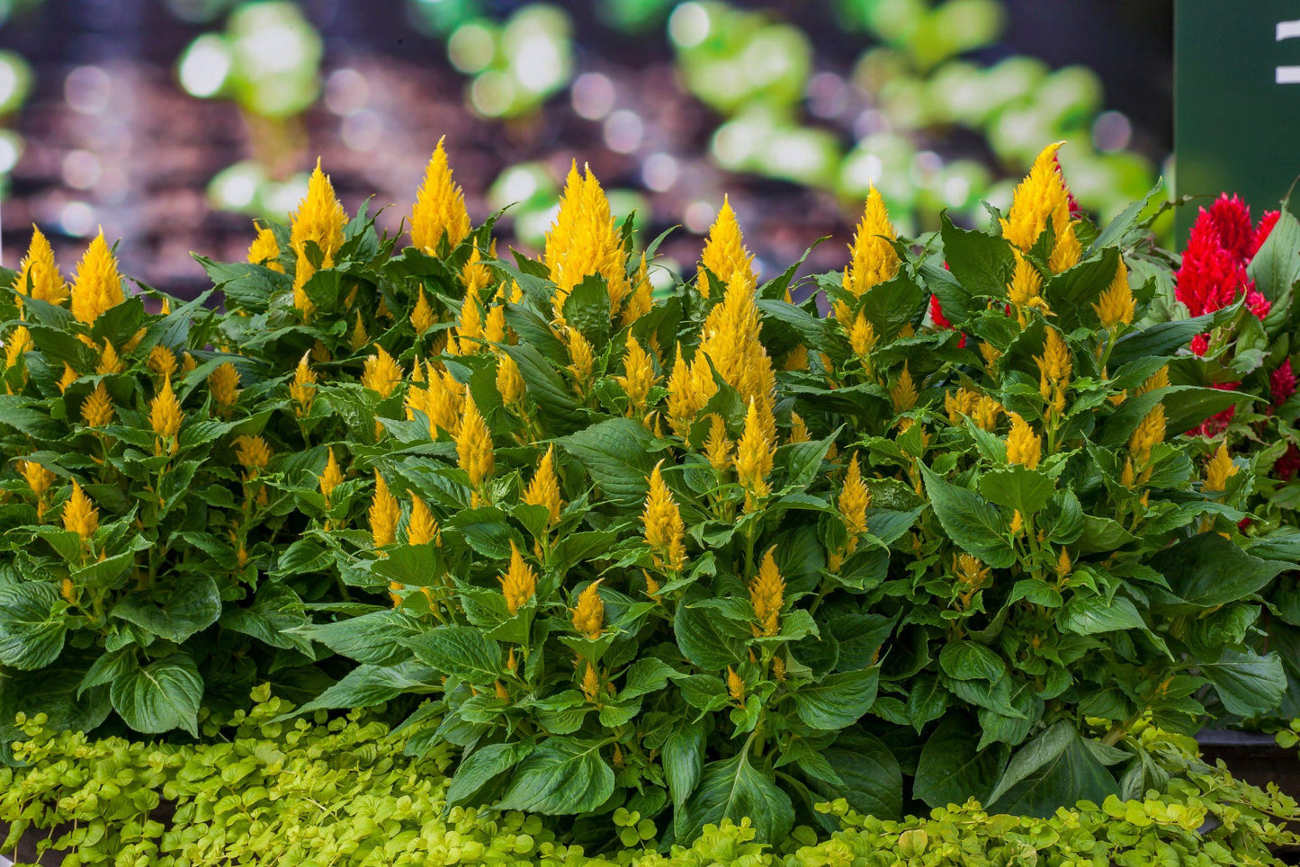 Celosia Bright Sparks Yellow - View 3 from www redcrocus com