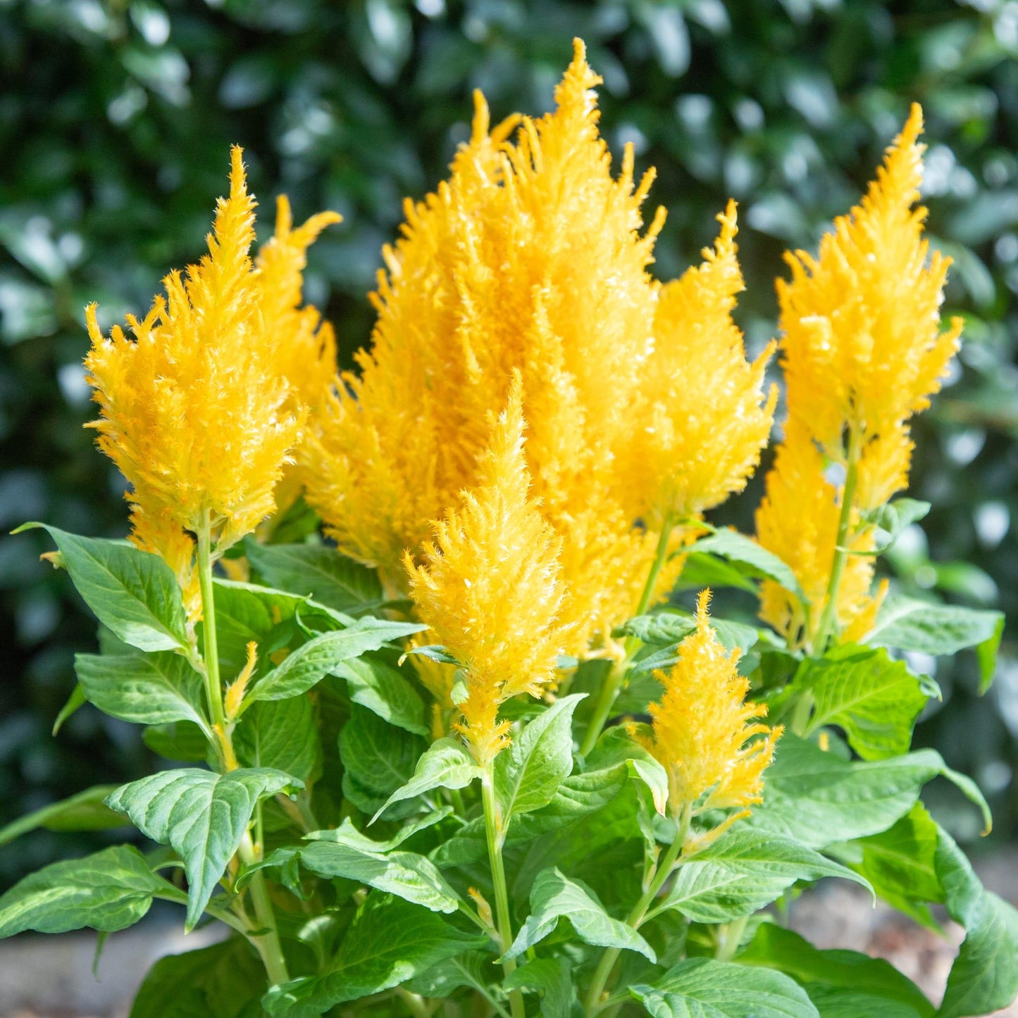 Celosia Bright Sparks Yellow - View 6 from www redcrocus com