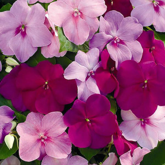 Impatiens Xtreme Mix - View 10 from www redcrocus com