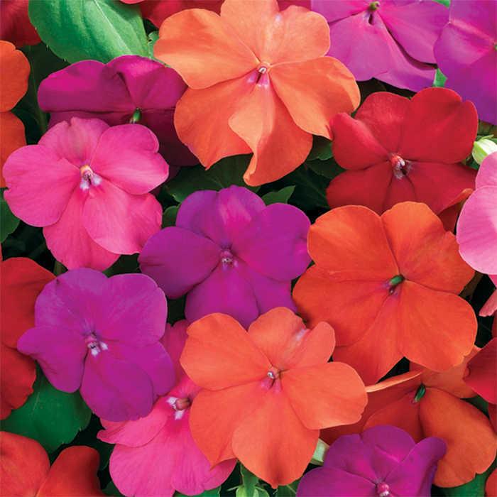 Impatiens Xtreme Mix - View 11 from www redcrocus com