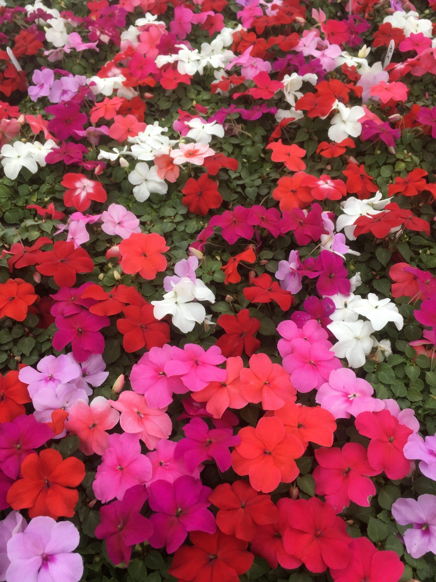Impatiens Xtreme Mix - View 12 from www redcrocus com
