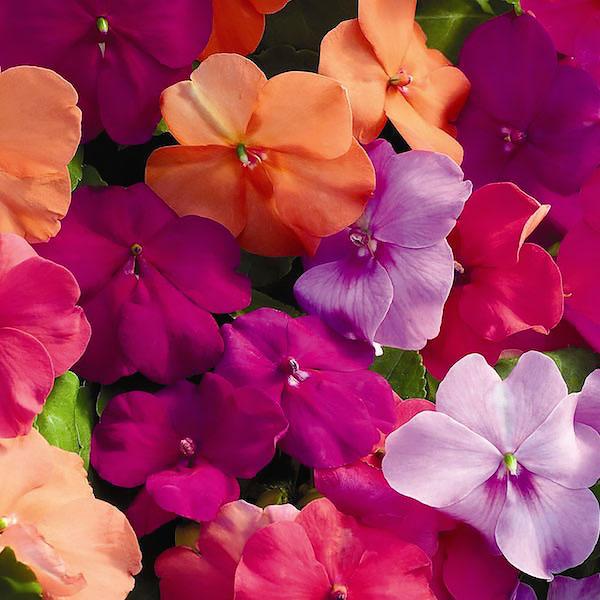 Impatiens Xtreme Mix - View 14 from www redcrocus com