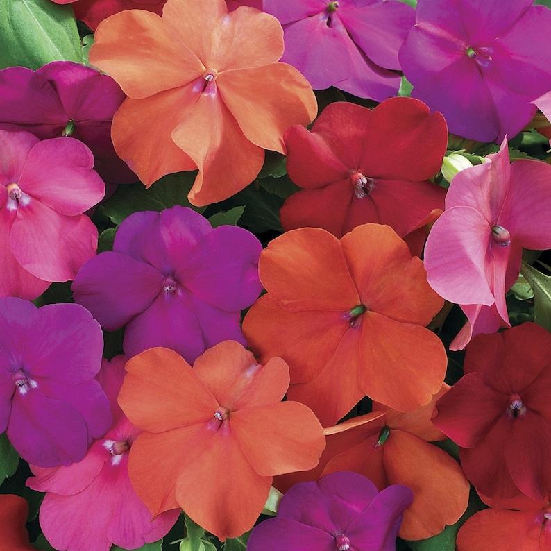 Impatiens Xtreme Mix - View 15 from www redcrocus com