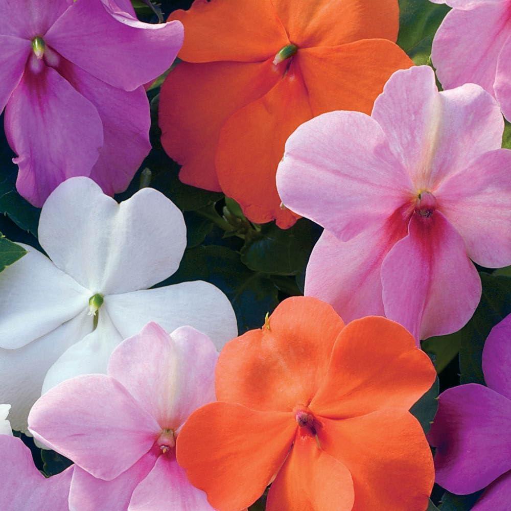Impatiens Xtreme Mix - View 16 from www redcrocus com