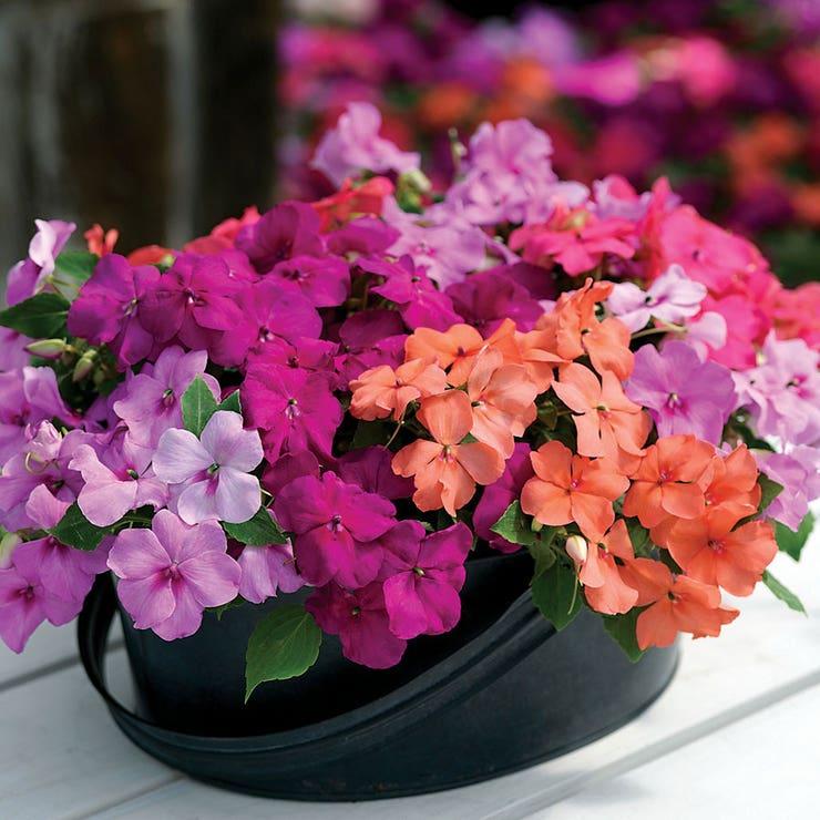 Impatiens Xtreme Mix - View 17 from www redcrocus com