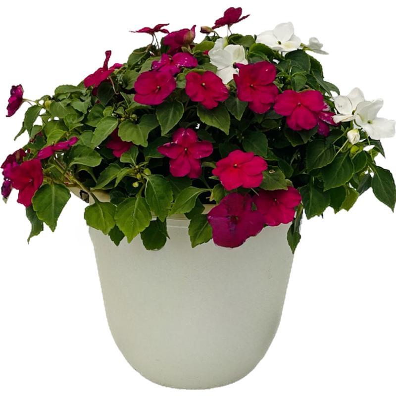 Impatiens Xtreme Mix - View 18 from www redcrocus com