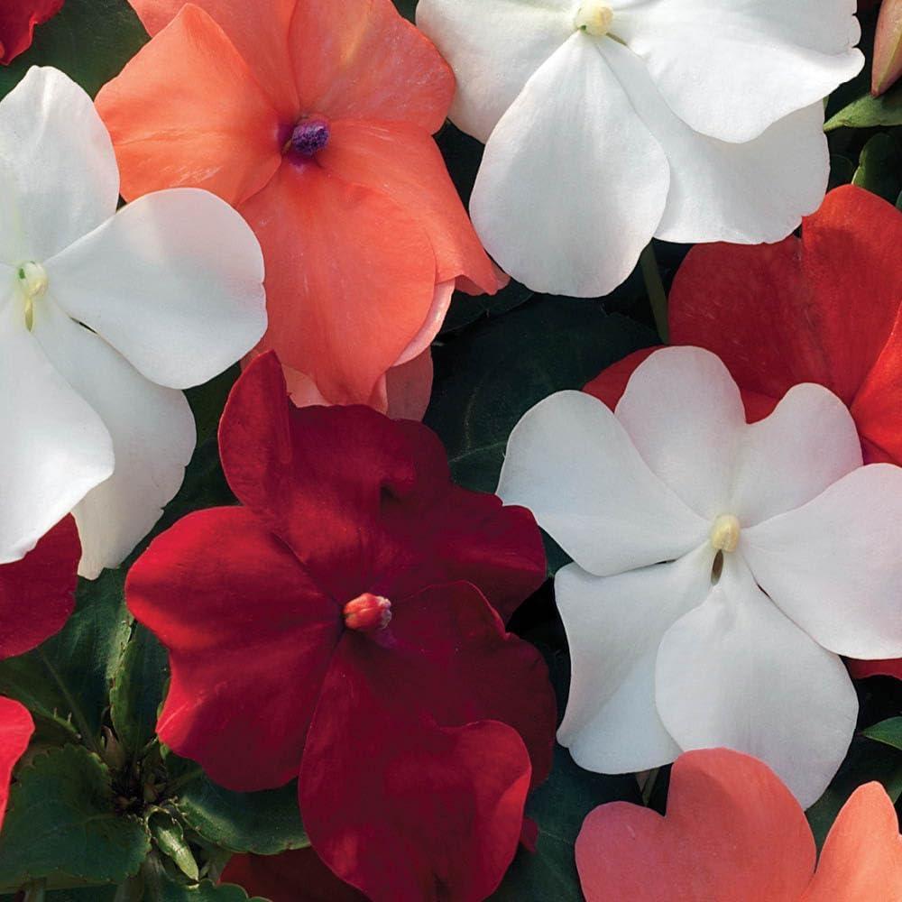 Impatiens Xtreme Mix - View 19 from www redcrocus com