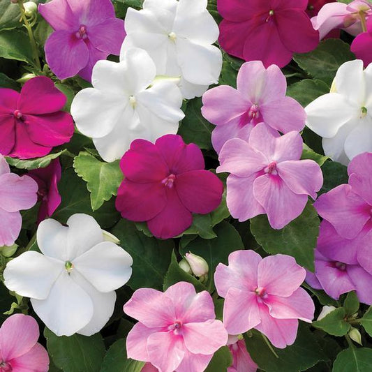 Impatiens Xtreme Mix - View 1 from www redcrocus com