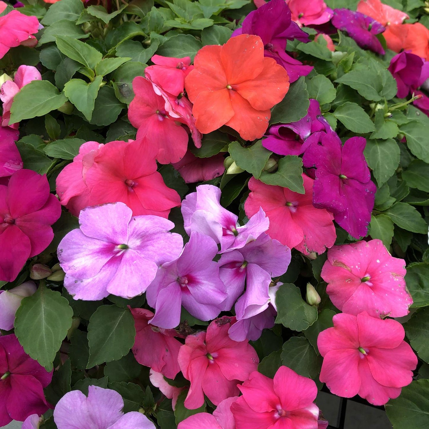 Impatiens Xtreme Mix - View 2 from www redcrocus com