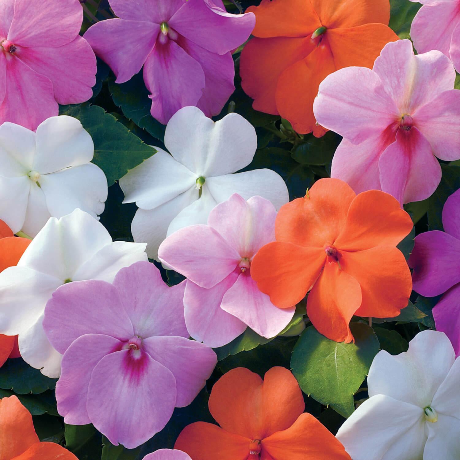 Impatiens Xtreme Mix - View 3 from www redcrocus com