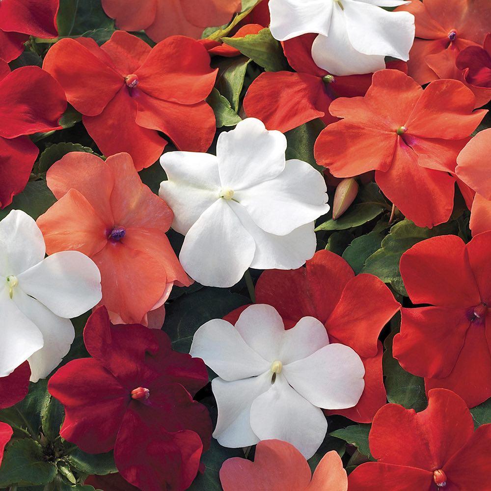 Impatiens Xtreme Mix - View 9 from www redcrocus com