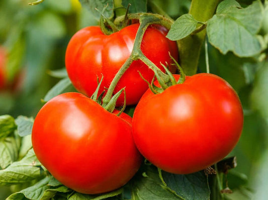 Tomato Better Boy Plus - View 1 from www redcrocus com
