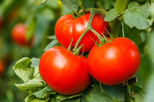 Tomato Big Beef Plus - View 1 from www redcrocus com