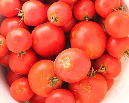 Tomato Celebrity Plus - View 10 from www redcrocus com