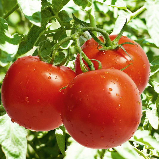 Tomato Celebrity Plus - View 1 from www redcrocus com