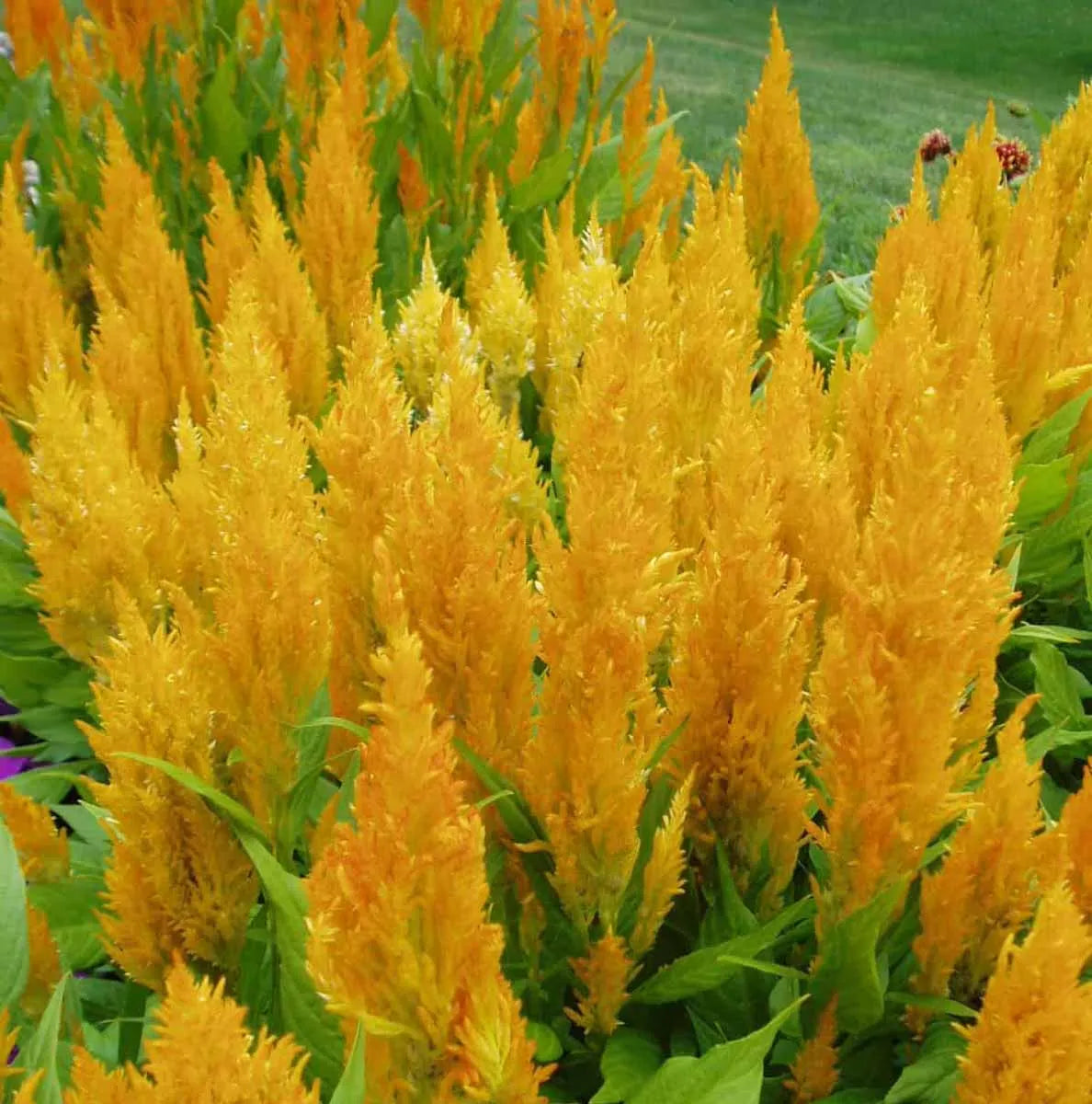 Celosia Flamma Golden - View 10 from www redcrocus com
