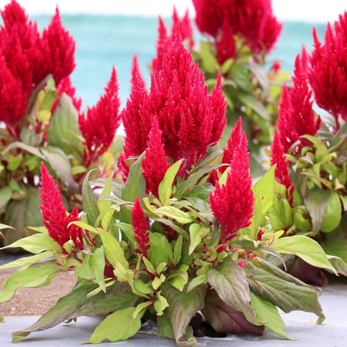 Celosia Flamma Golden - View 11 from www redcrocus com