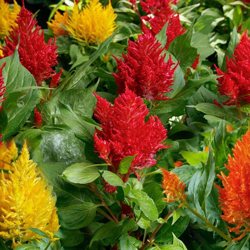 Celosia Flamma Golden - View 13 from www redcrocus com