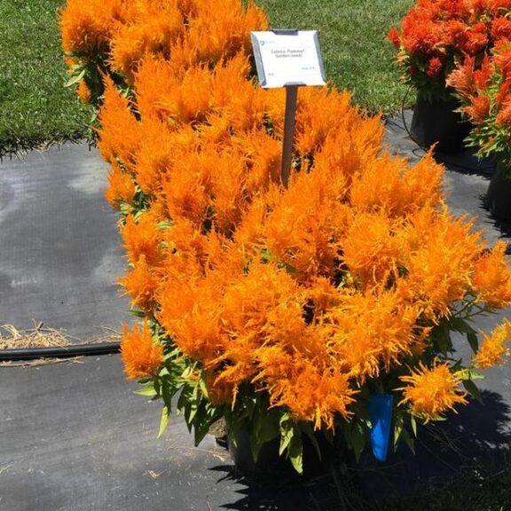 Celosia Flamma Golden - View 14 from www redcrocus com