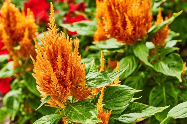 Celosia Flamma Golden - View 15 from www redcrocus com