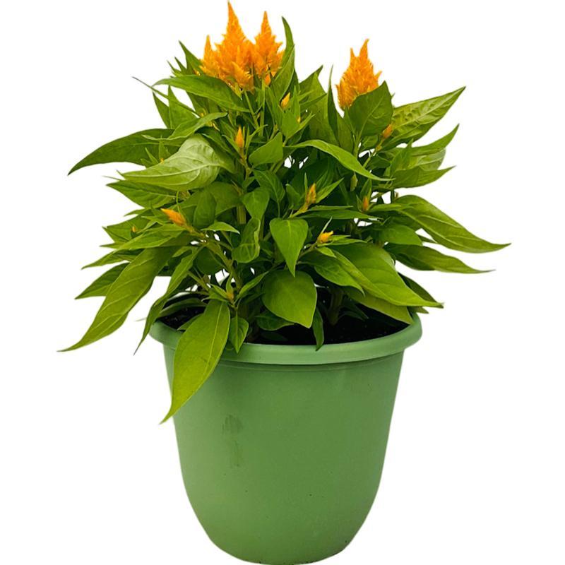 Celosia Flamma Golden - View 16 from www redcrocus com