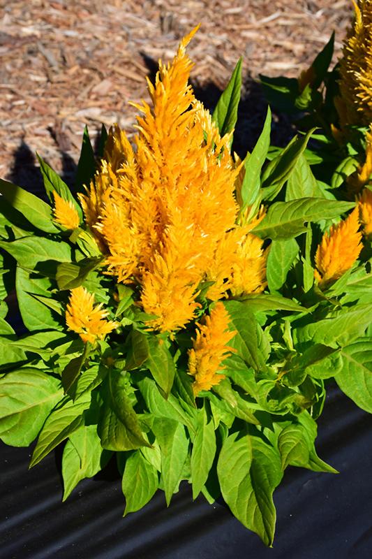 Celosia Flamma Golden - View 17 from www redcrocus com
