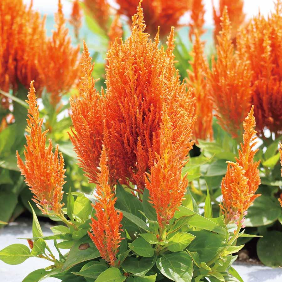 Celosia Flamma Golden - View 19 from www redcrocus com