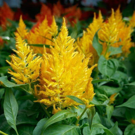 Celosia Flamma Golden - View 1 from www redcrocus com