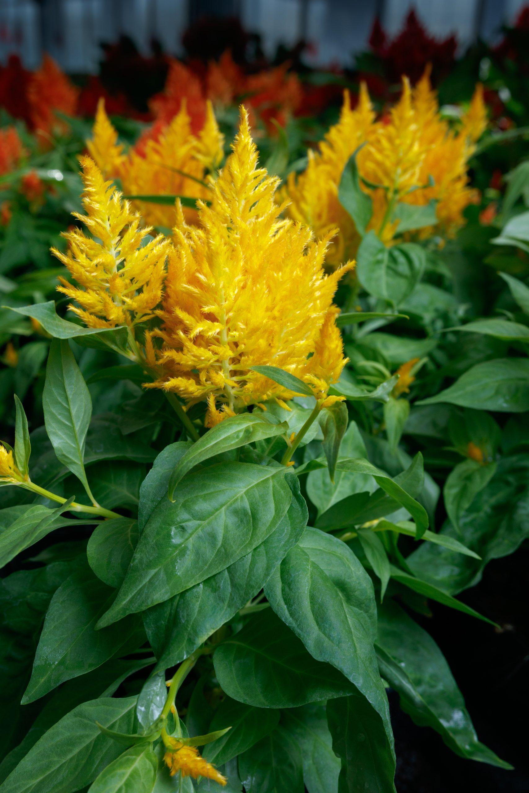 Celosia Flamma Golden - View 3 from www redcrocus com