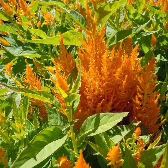 Celosia Flamma Golden - View 4 from www redcrocus com
