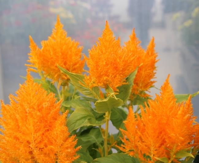 Celosia Flamma Golden - View 5 from www redcrocus com