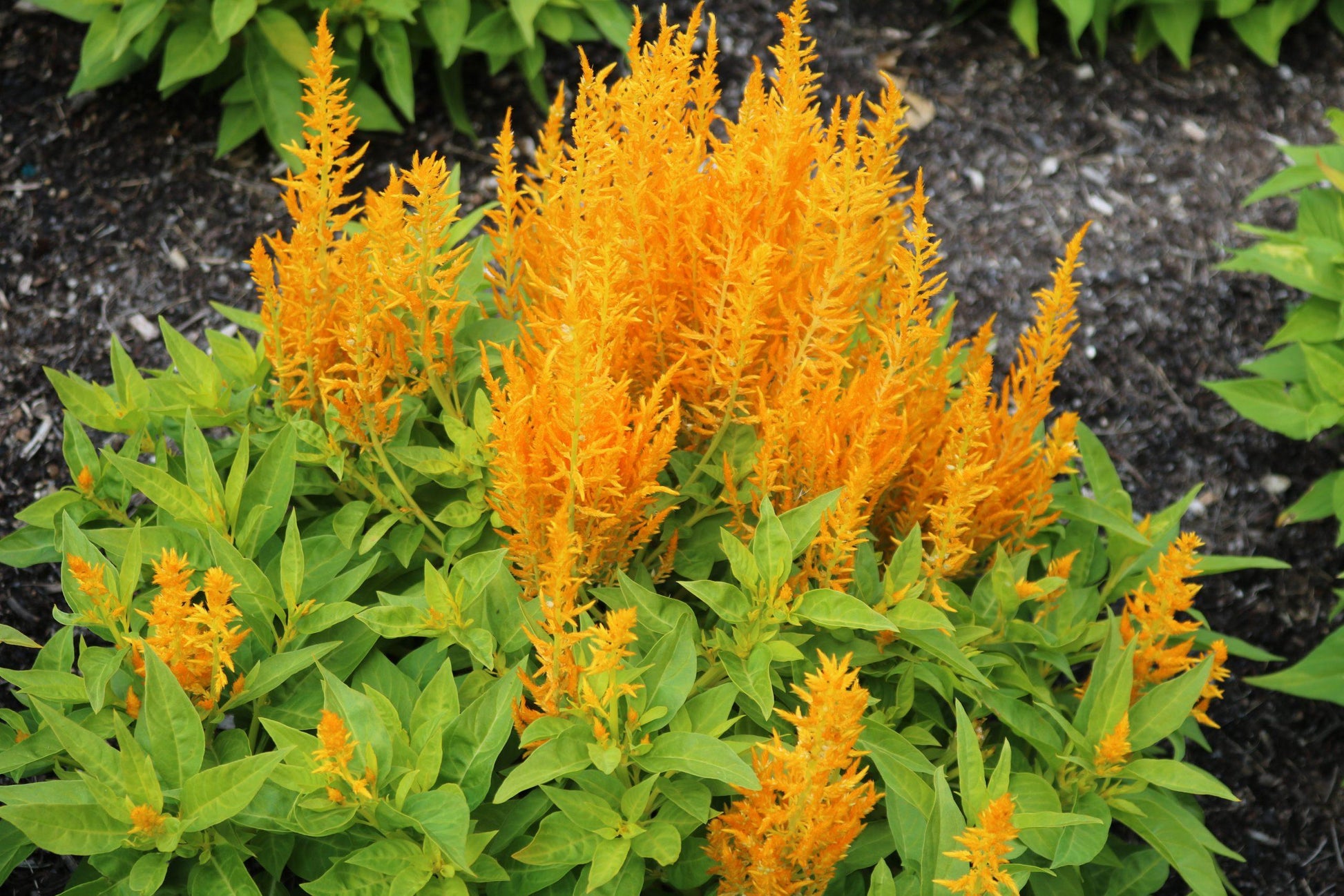 Celosia Flamma Golden - View 6 from www redcrocus com