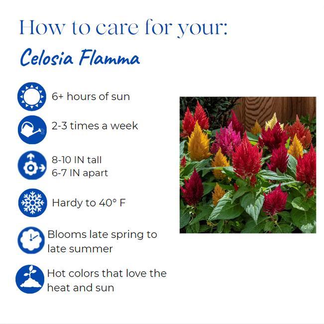 Celosia Flamma Golden - View 7 from www redcrocus com
