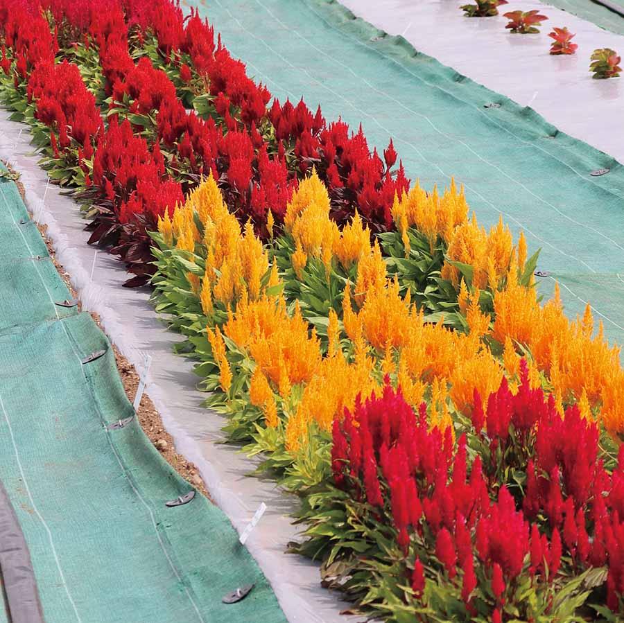 Celosia Flamma Golden - View 8 from www redcrocus com