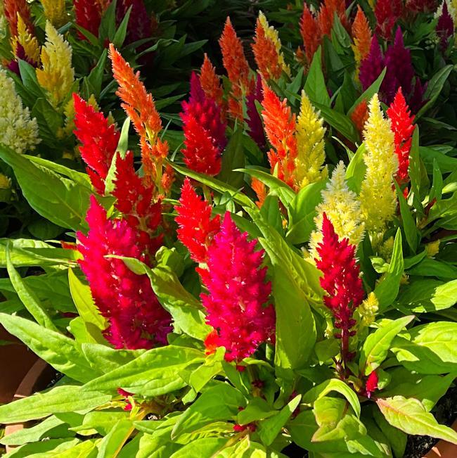Celosia Flamma Golden - View 9 from www redcrocus com