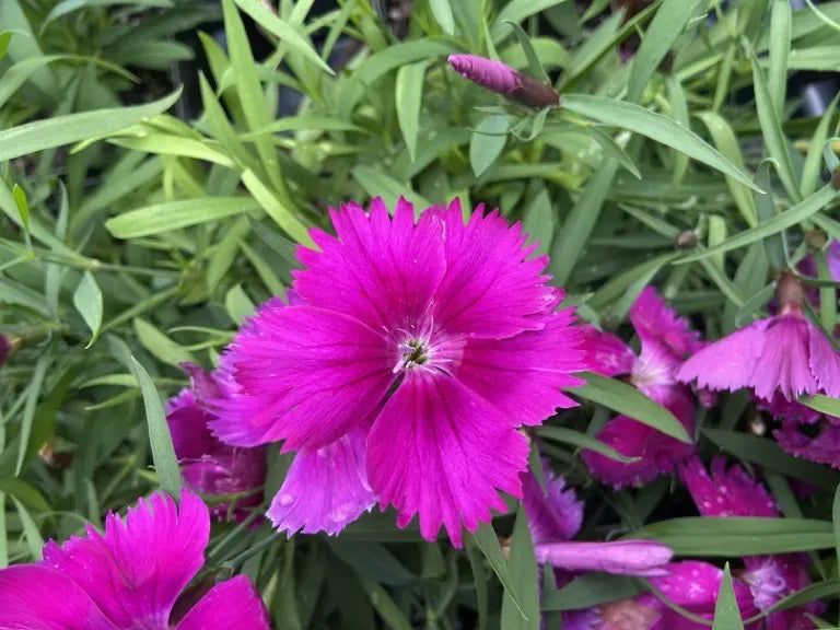 Dianthus Coronet White Purple Eye - View 10 from www redcrocus com