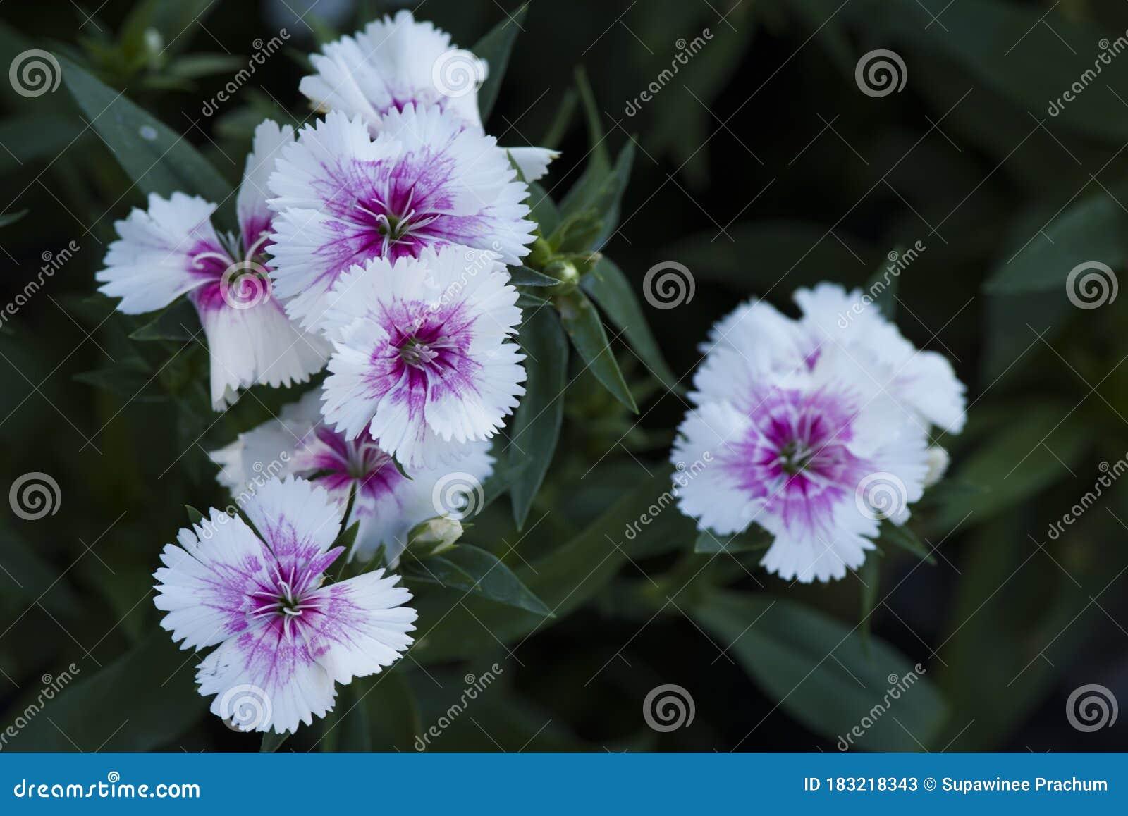 Dianthus Coronet White Purple Eye - View 12 from www redcrocus com