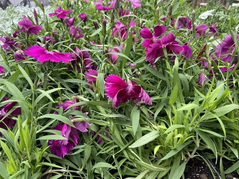 Dianthus Coronet White Purple Eye - View 13 from www redcrocus com