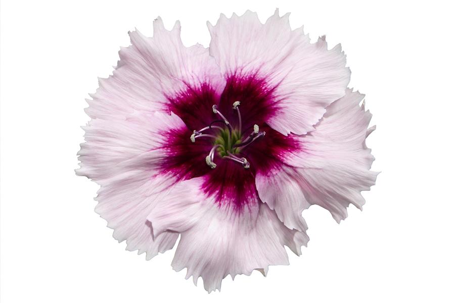 Dianthus Coronet White Purple Eye - View 15 from www redcrocus com