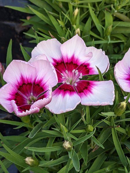 Dianthus Coronet White Purple Eye - View 2 from www redcrocus com