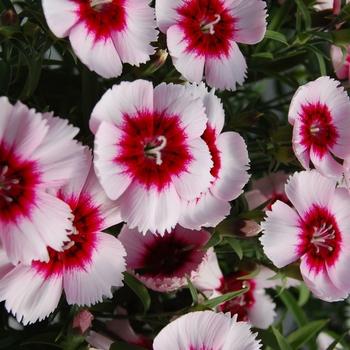 Dianthus Coronet White Purple Eye - View 3 from www redcrocus com