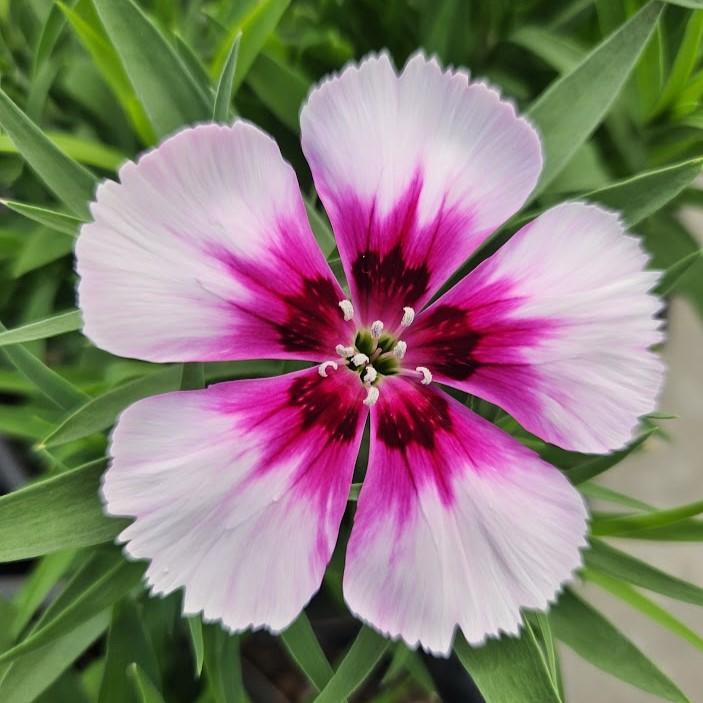 Dianthus Coronet White Purple Eye - View 4 from www redcrocus com