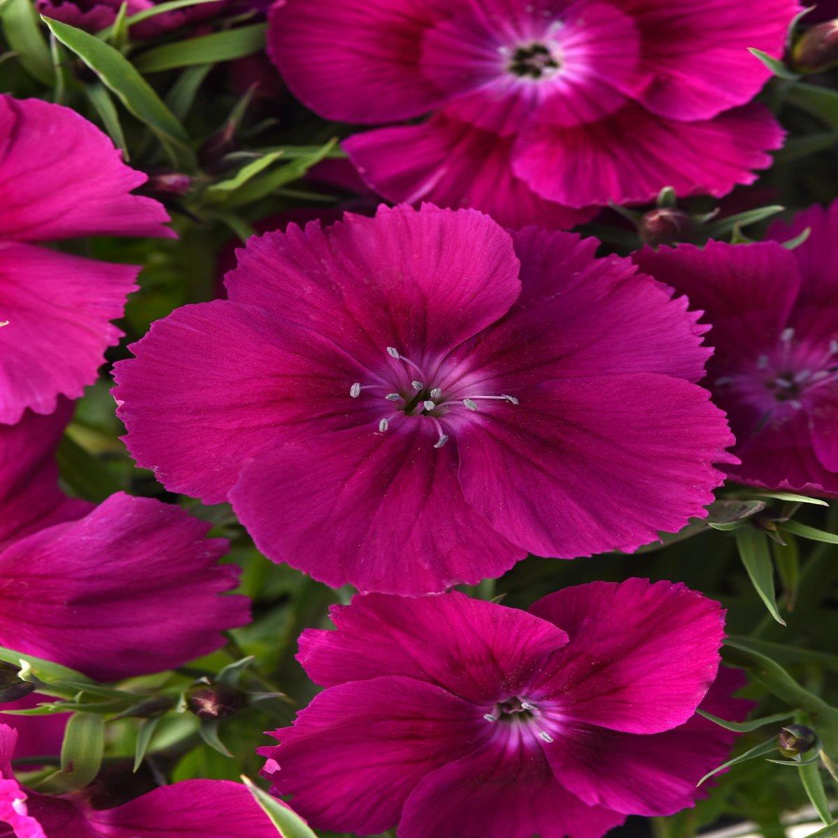 Dianthus Coronet White Purple Eye - View 5 from www redcrocus com