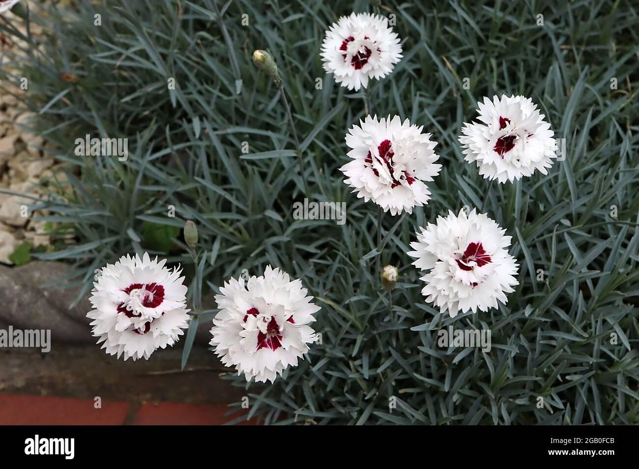 Dianthus Coronet White Purple Eye - View 7 from www redcrocus com