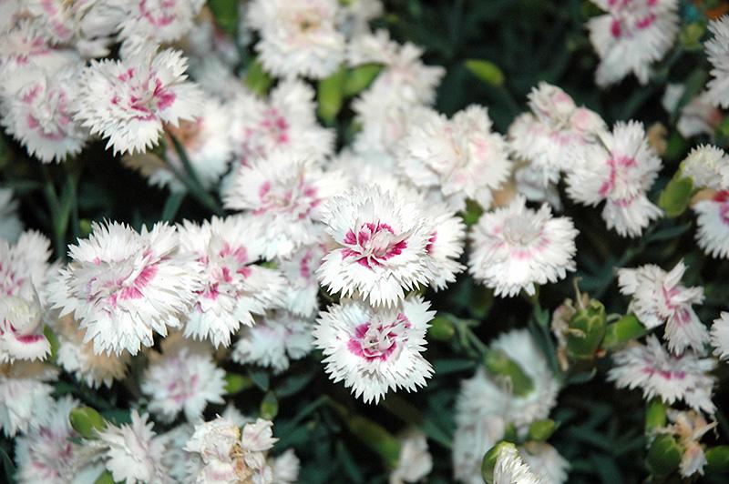 Dianthus Coronet White Purple Eye - View 8 from www redcrocus com