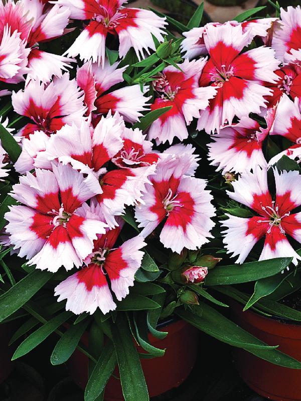 Dianthus Venti Parfait Blueberry Eye - View 10 from www redcrocus com