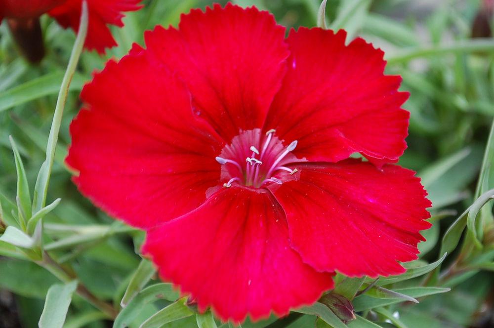 Dianthus Venti Parfait Blueberry Eye - View 14 from www redcrocus com
