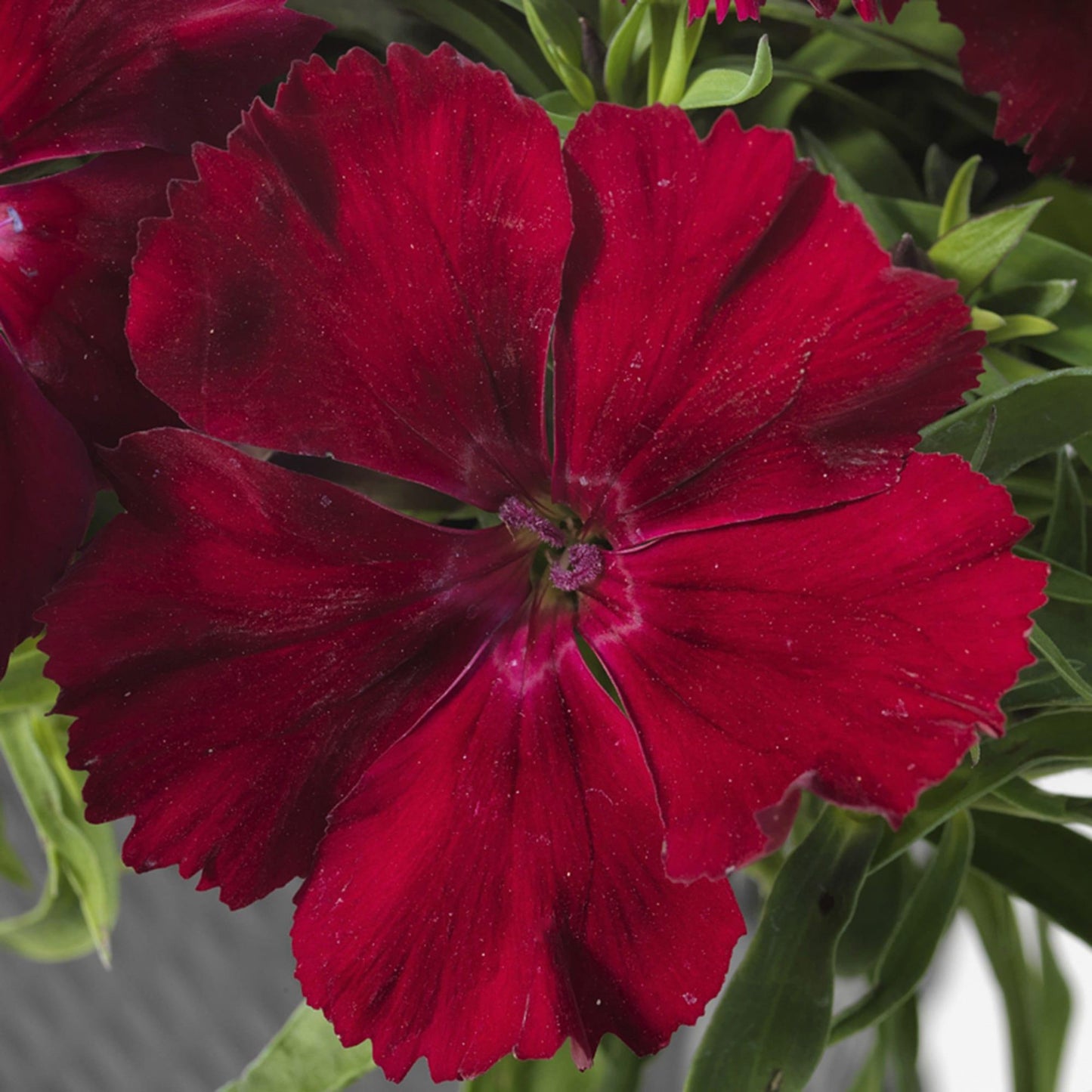 Dianthus Venti Parfait Blueberry Eye - View 18 from www redcrocus com